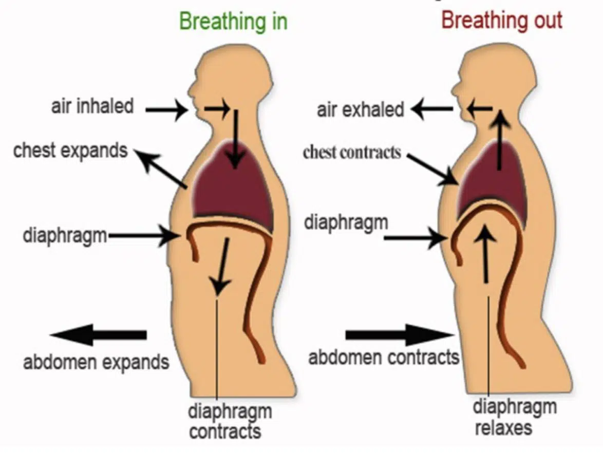 Diaphragm - Unison