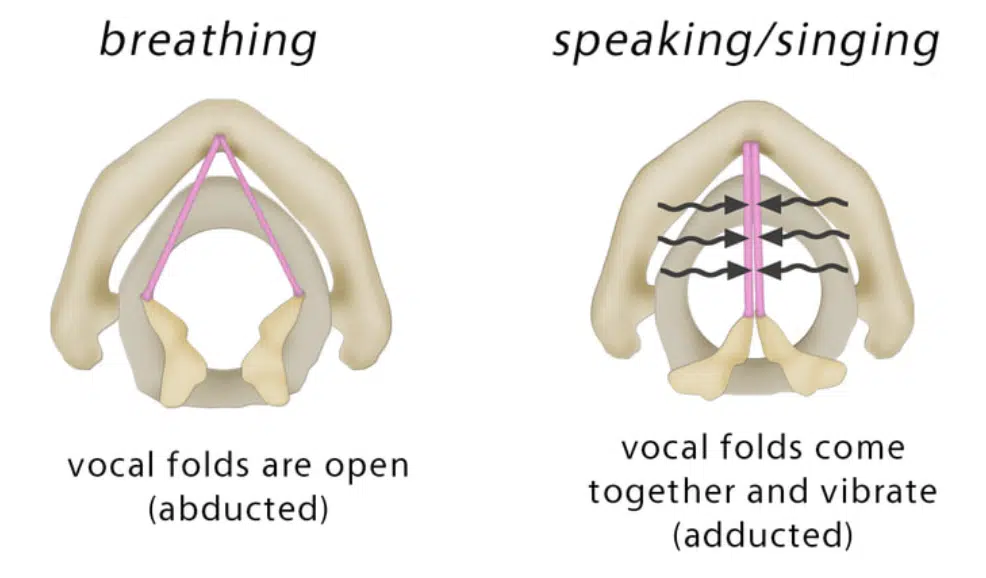 Vocal Cord Tension - Unison