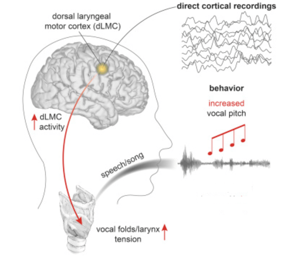 Vocal Tension2 e1683840318916 - Unison